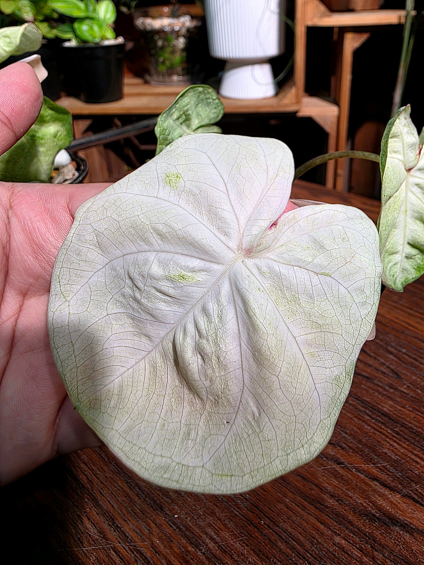 Caladium Thailand 泰國彩葉芋 - 抹茶時間之神 -