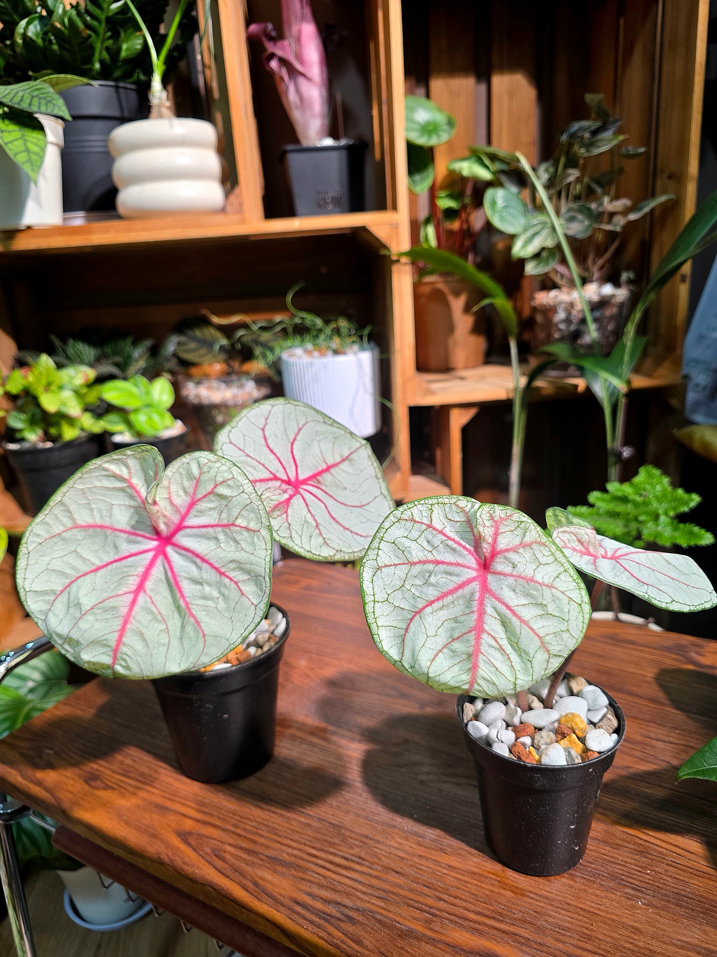 Caladium Thailand 泰國彩葉芋 - Krabi