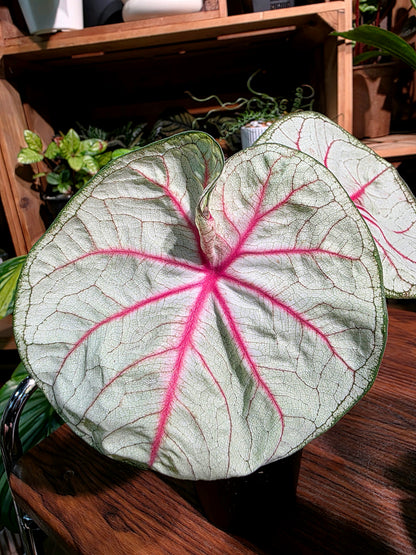 Caladium Thailand 泰國彩葉芋 - Krabi