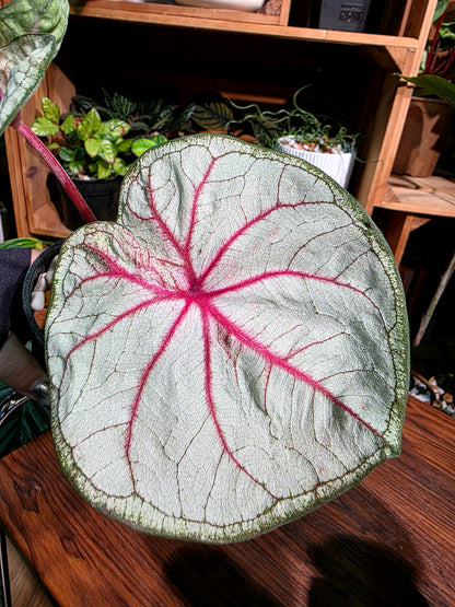 Caladium Thailand 泰國彩葉芋 - Krabi
