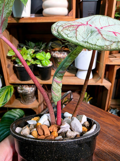 Caladium Thailand 泰國彩葉芋 - Krabi