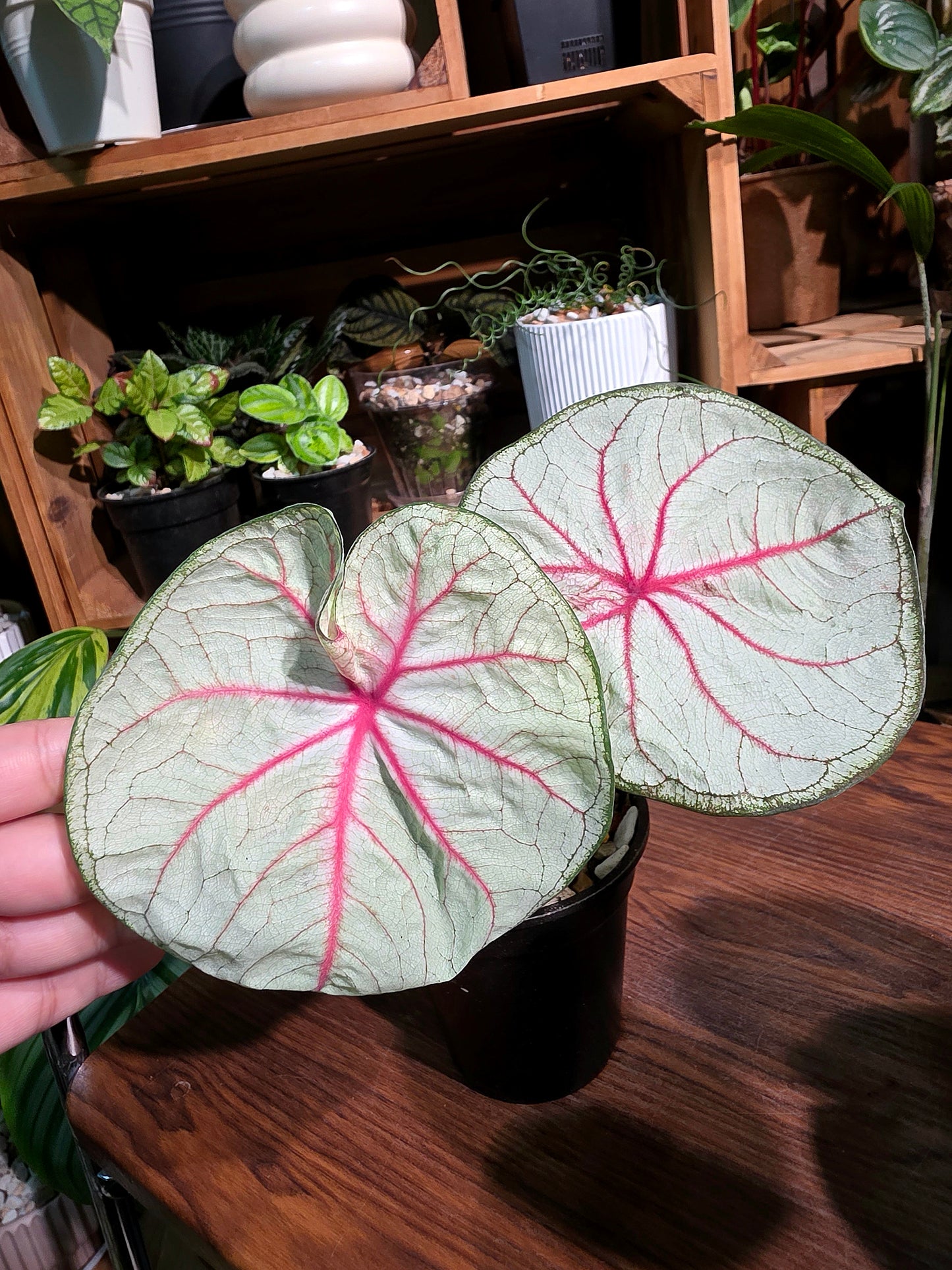 Caladium Thailand 泰國彩葉芋 - Krabi
