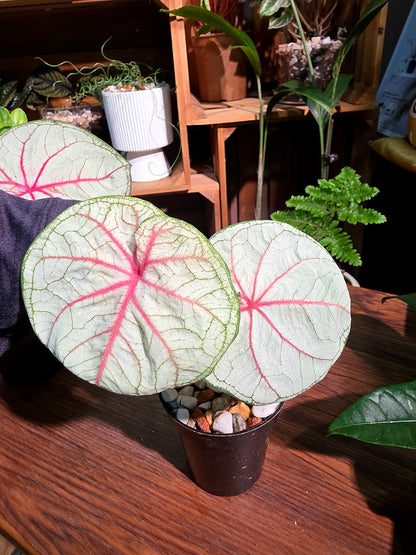 Caladium Thailand 泰國彩葉芋 - Krabi