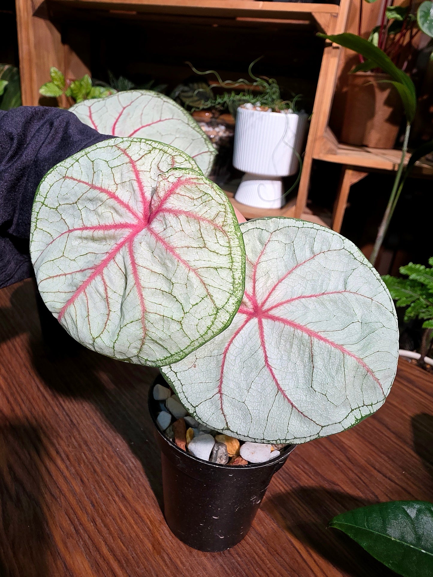 Caladium Thailand 泰國彩葉芋 - Krabi