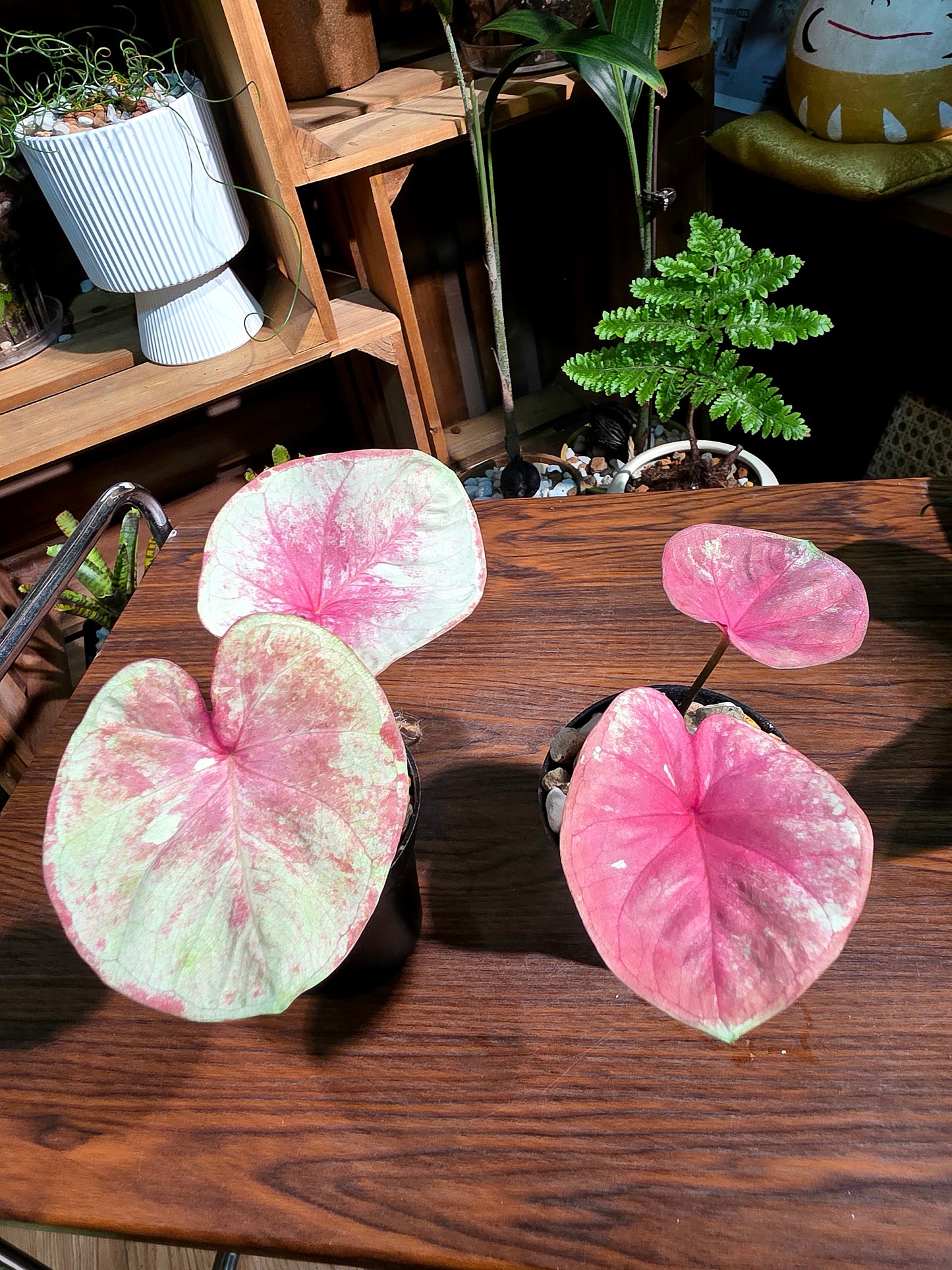 Caladium heart of queen 女王之心彩葉芋