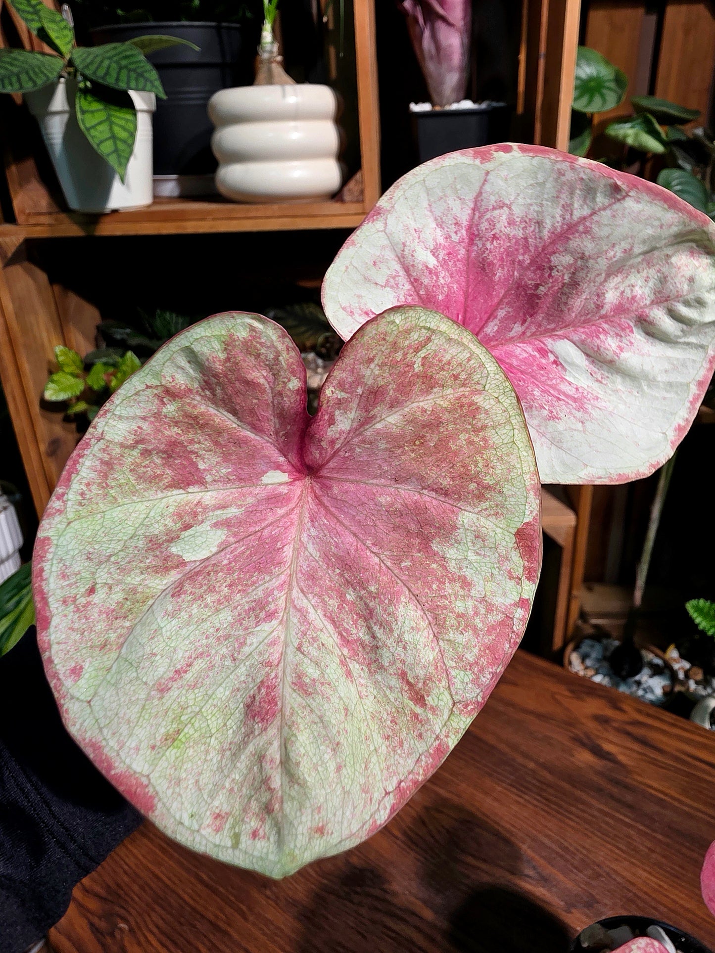 Caladium heart of queen 女王之心彩葉芋