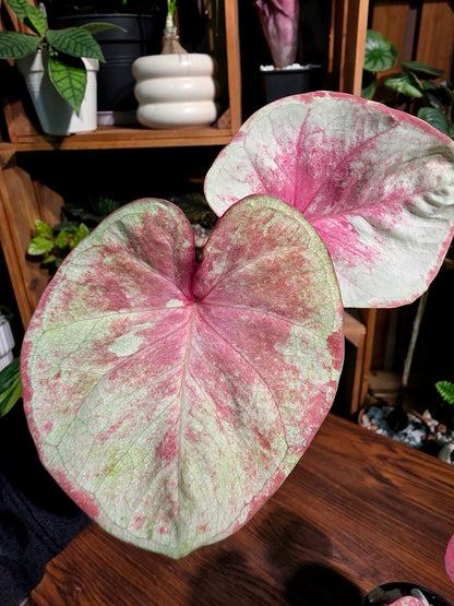 Caladium heart of queen 女王之心彩葉芋