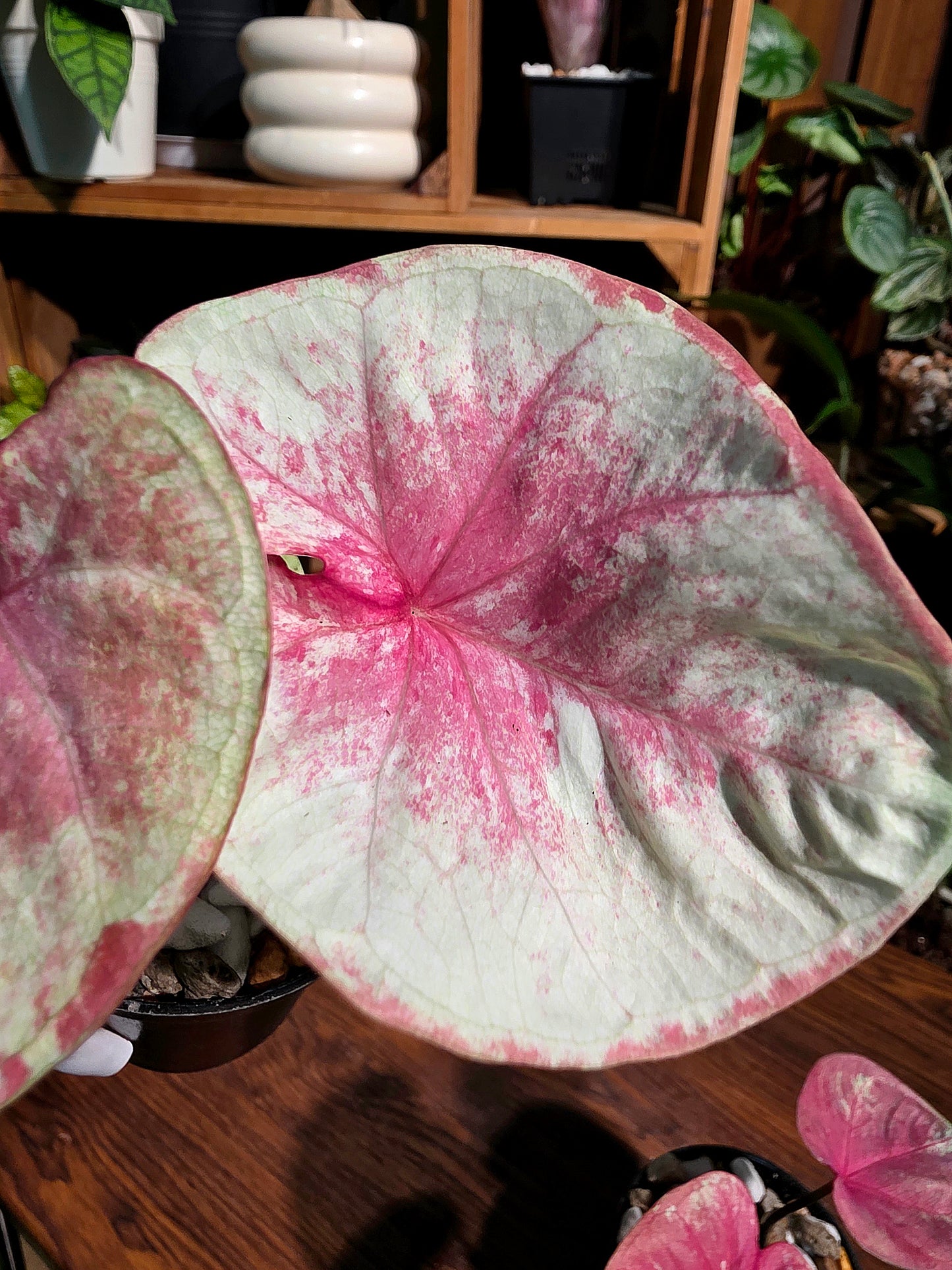 Caladium heart of queen 女王之心彩葉芋