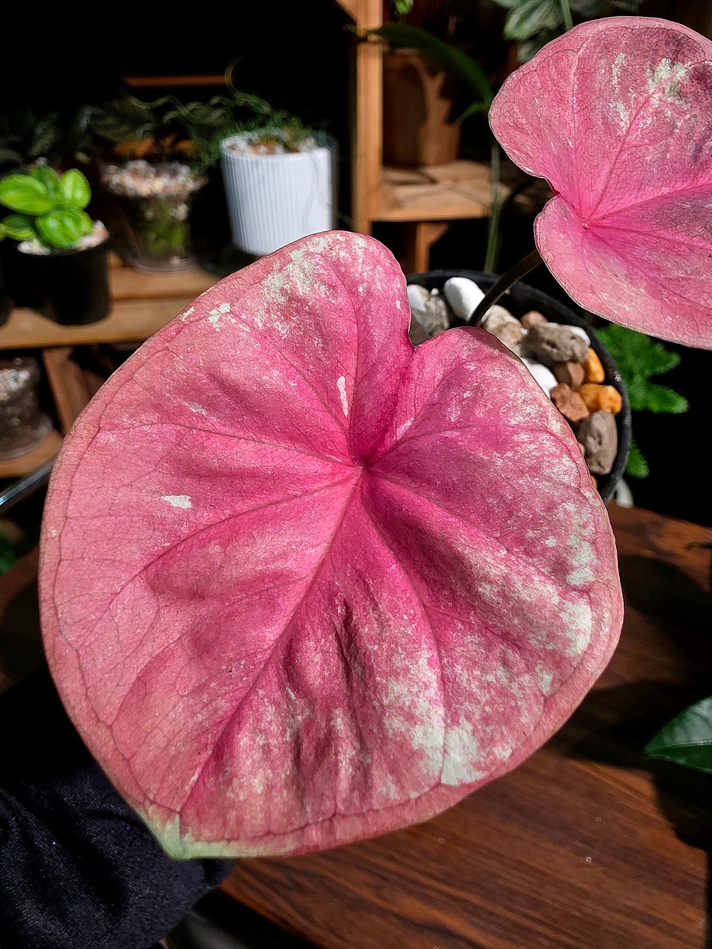 Caladium heart of queen 女王之心彩葉芋