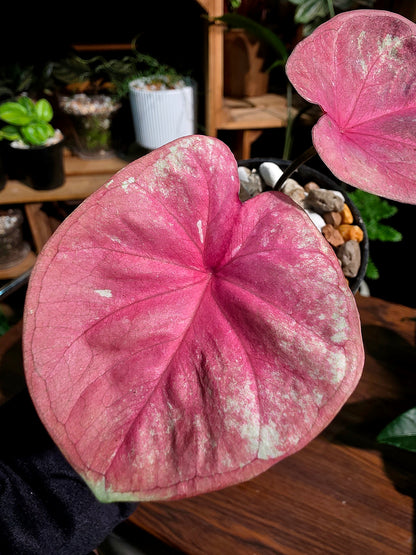 Caladium heart of queen 女王之心彩葉芋