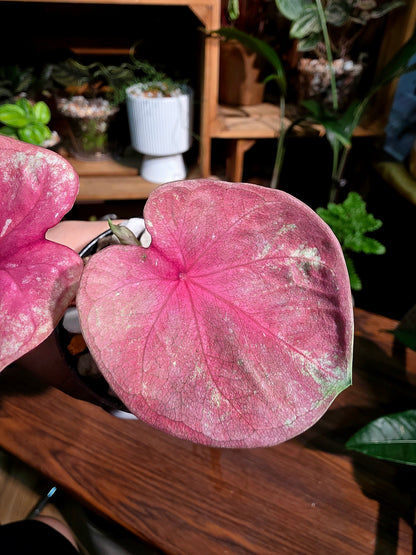 Caladium heart of queen 女王之心彩葉芋