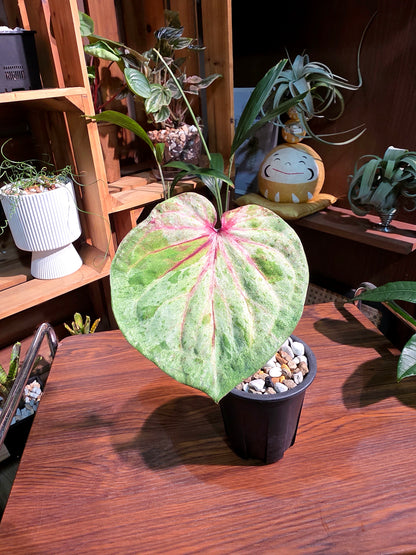 Caladium Thailand 泰國彩葉芋 - 薄荷糖