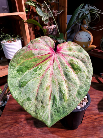Caladium Thailand 泰國彩葉芋 - 薄荷糖