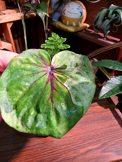 Caladium Thailand 泰國彩葉芋 - 薄荷糖
