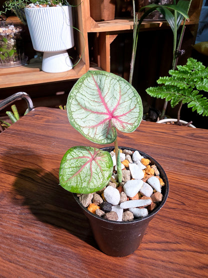 Caladium Thailand 泰國彩葉芋 - Krabi