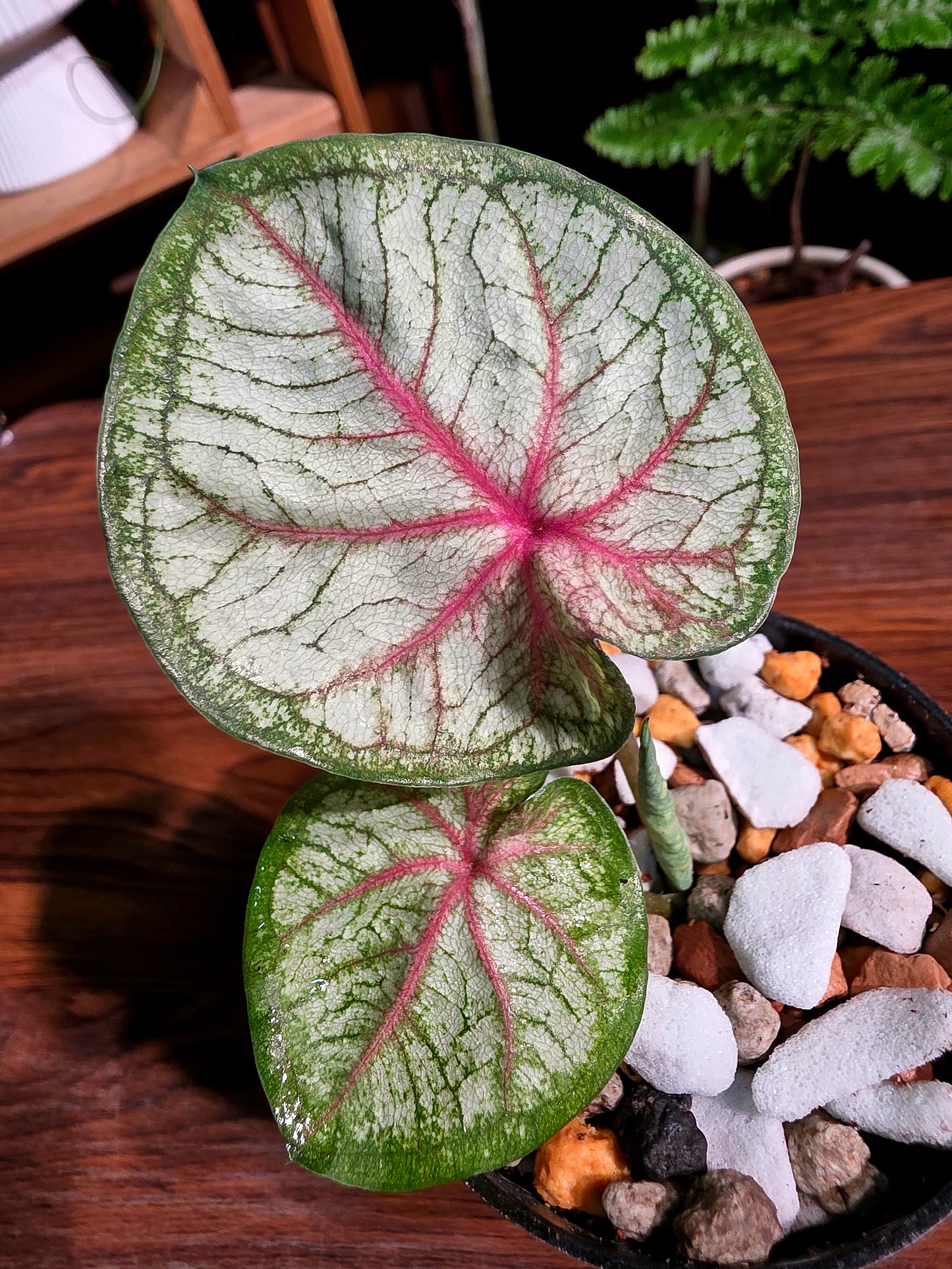 Caladium Thailand 泰國彩葉芋 - Krabi