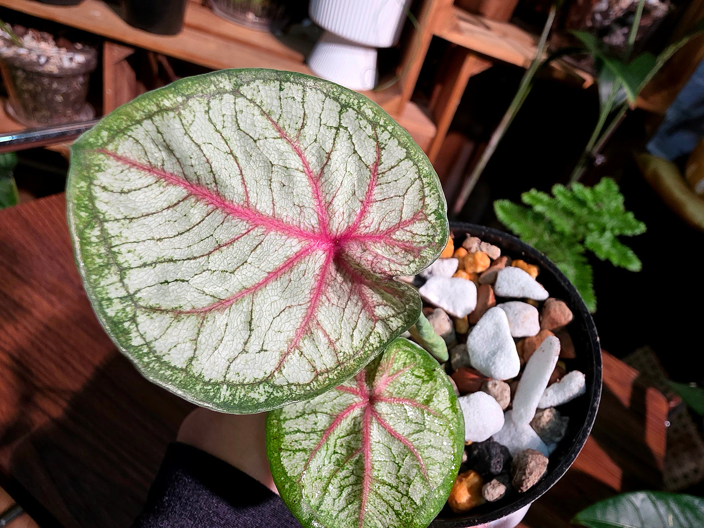 Caladium Thailand 泰國彩葉芋 - Krabi