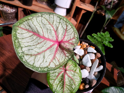 Caladium Thailand 泰國彩葉芋 - Krabi