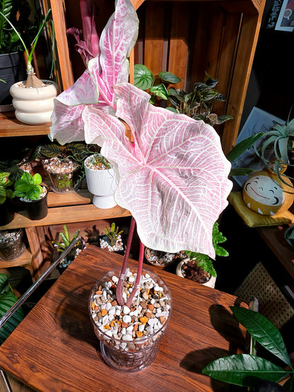 Caladium Thailand 泰國彩葉芋 - Princess Charlotte