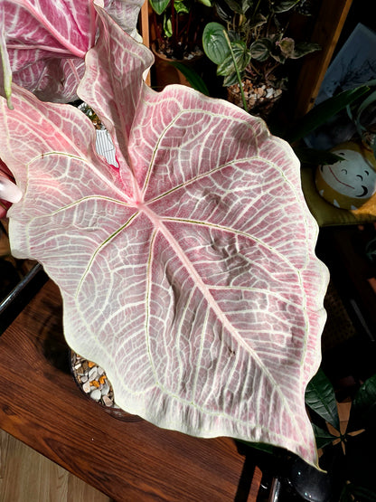 Caladium Thailand 泰國彩葉芋 - Princess Charlotte