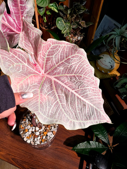 Caladium Thailand 泰國彩葉芋 - Princess Charlotte