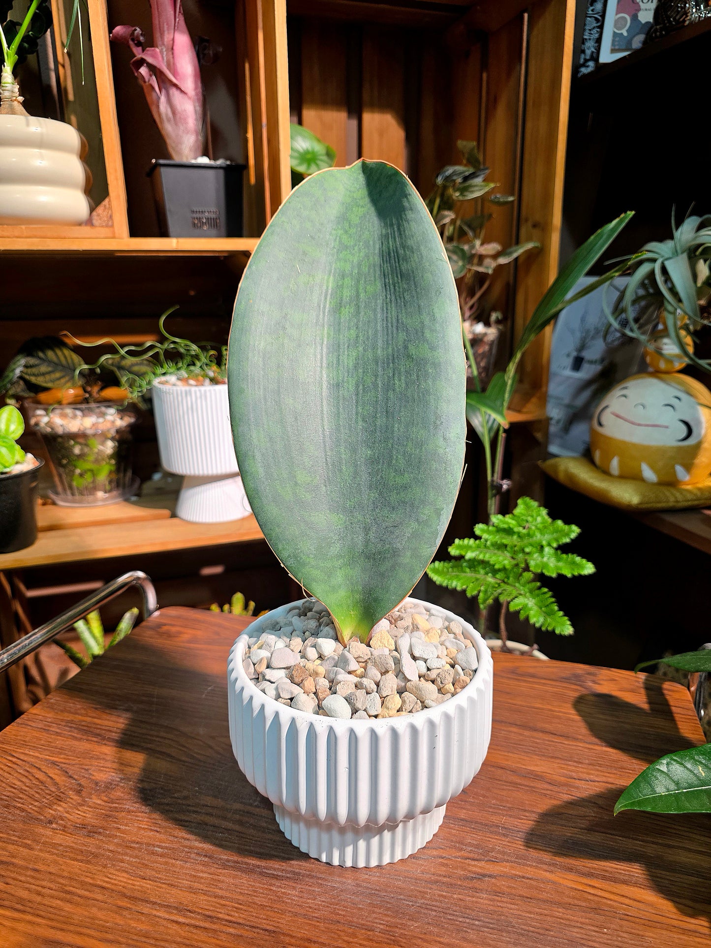 Sansevieria Masoniana 寶扇虎尾蘭
