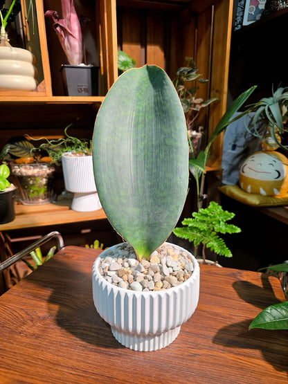 Sansevieria Masoniana 寶扇虎尾蘭