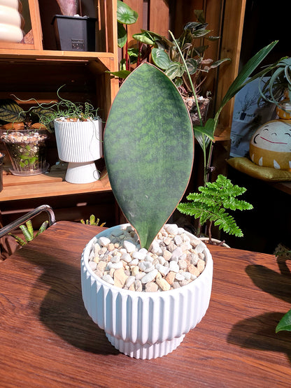 Sansevieria Masoniana 寶扇虎尾蘭