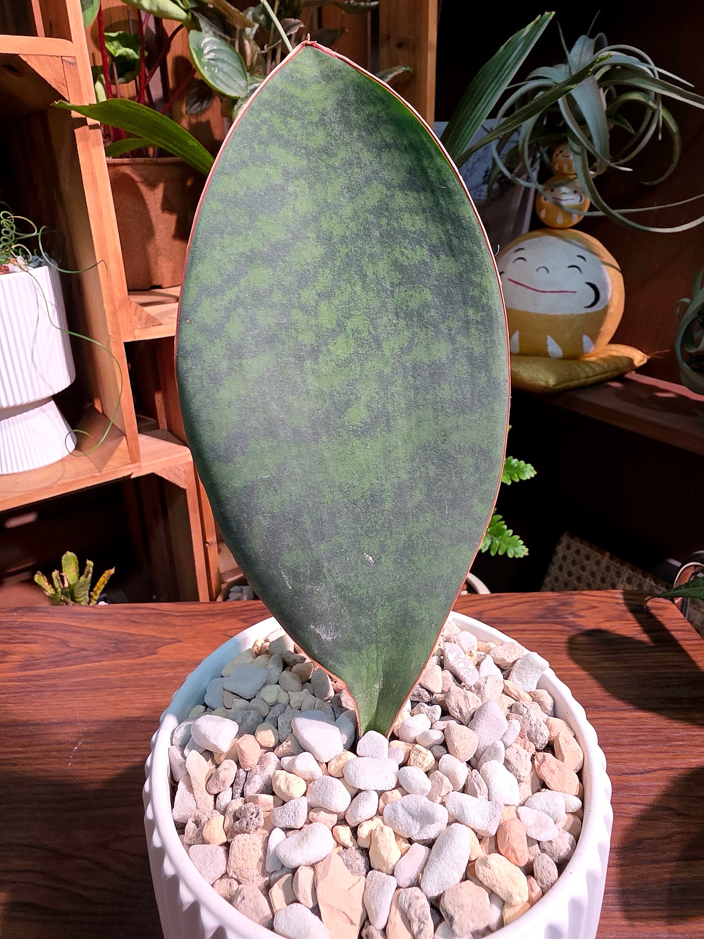 Sansevieria Masoniana 寶扇虎尾蘭