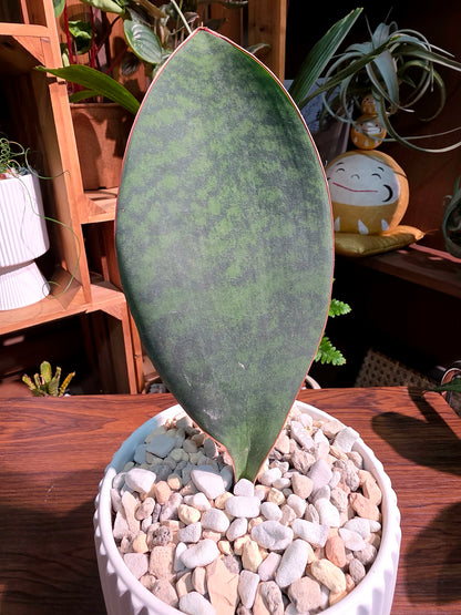 Sansevieria Masoniana 寶扇虎尾蘭