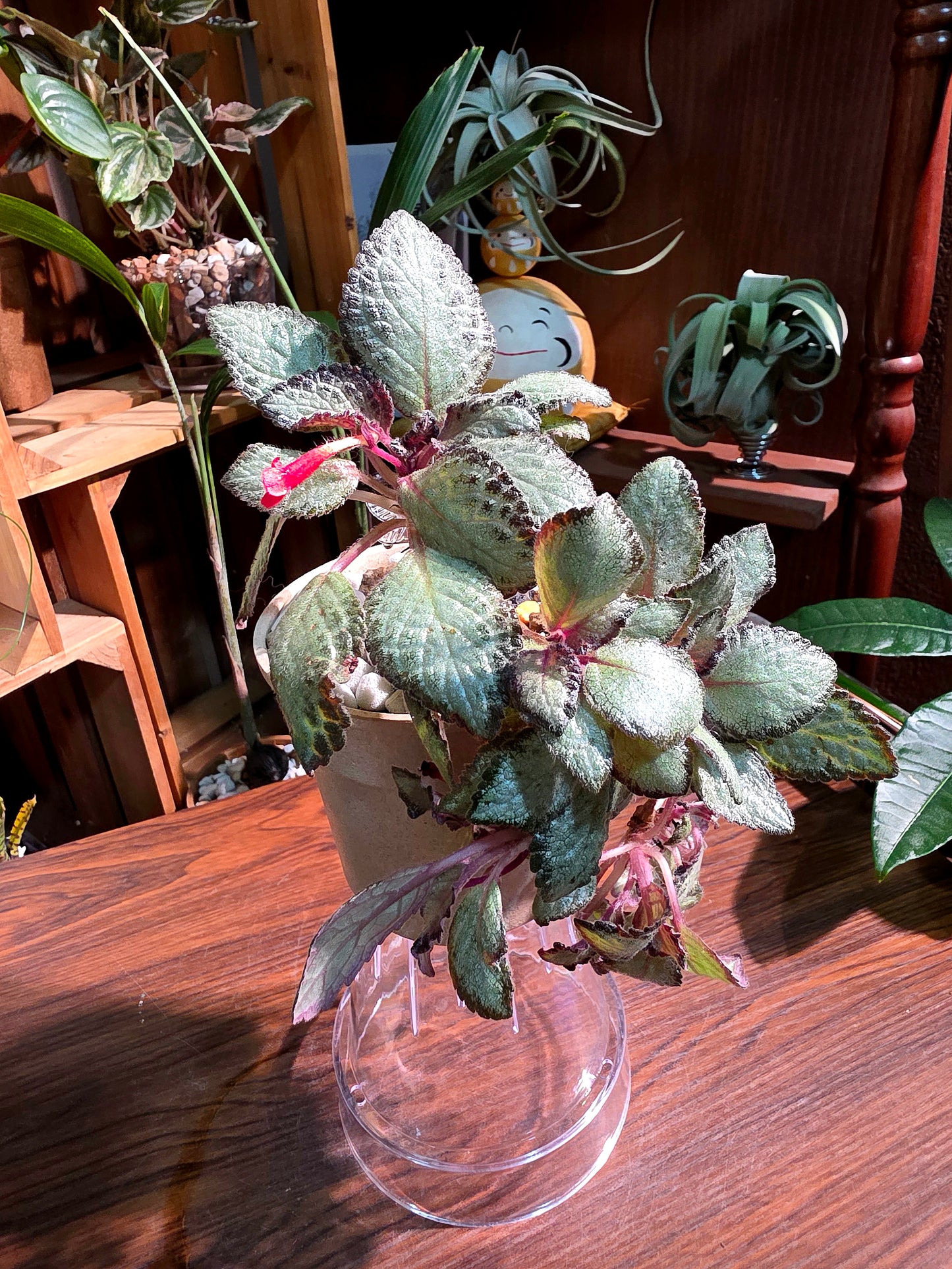 Episcia cupreata silver skies 銀色天空喜蔭花