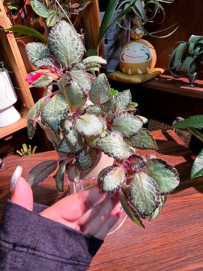 Episcia cupreata silver skies 銀色天空喜蔭花