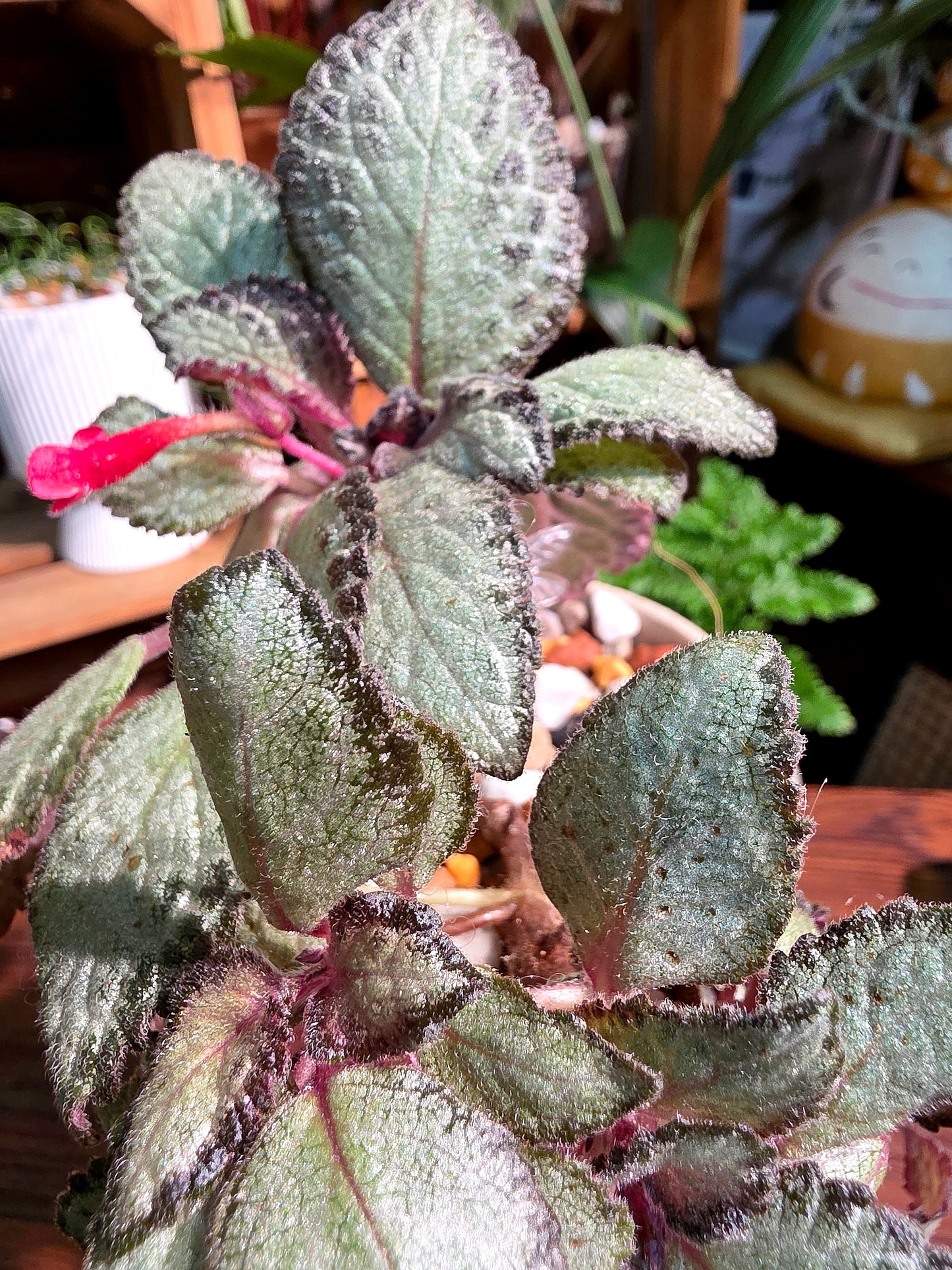Episcia cupreata silver skies 銀色天空喜蔭花