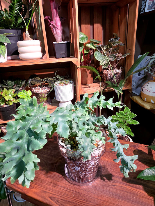 Phlebodium aureum davana 綴化藍星水龍骨
