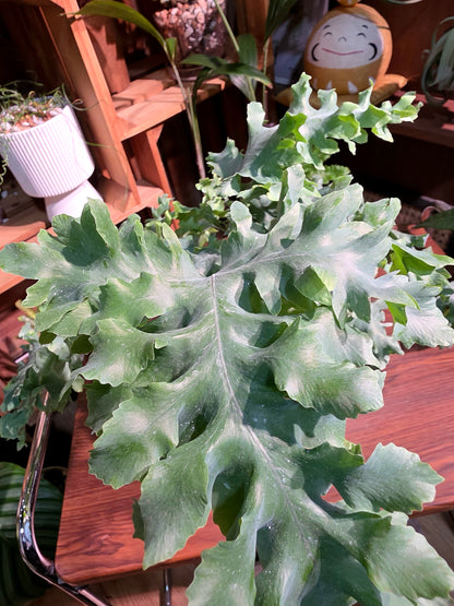 Phlebodium aureum davana 綴化藍星水龍骨