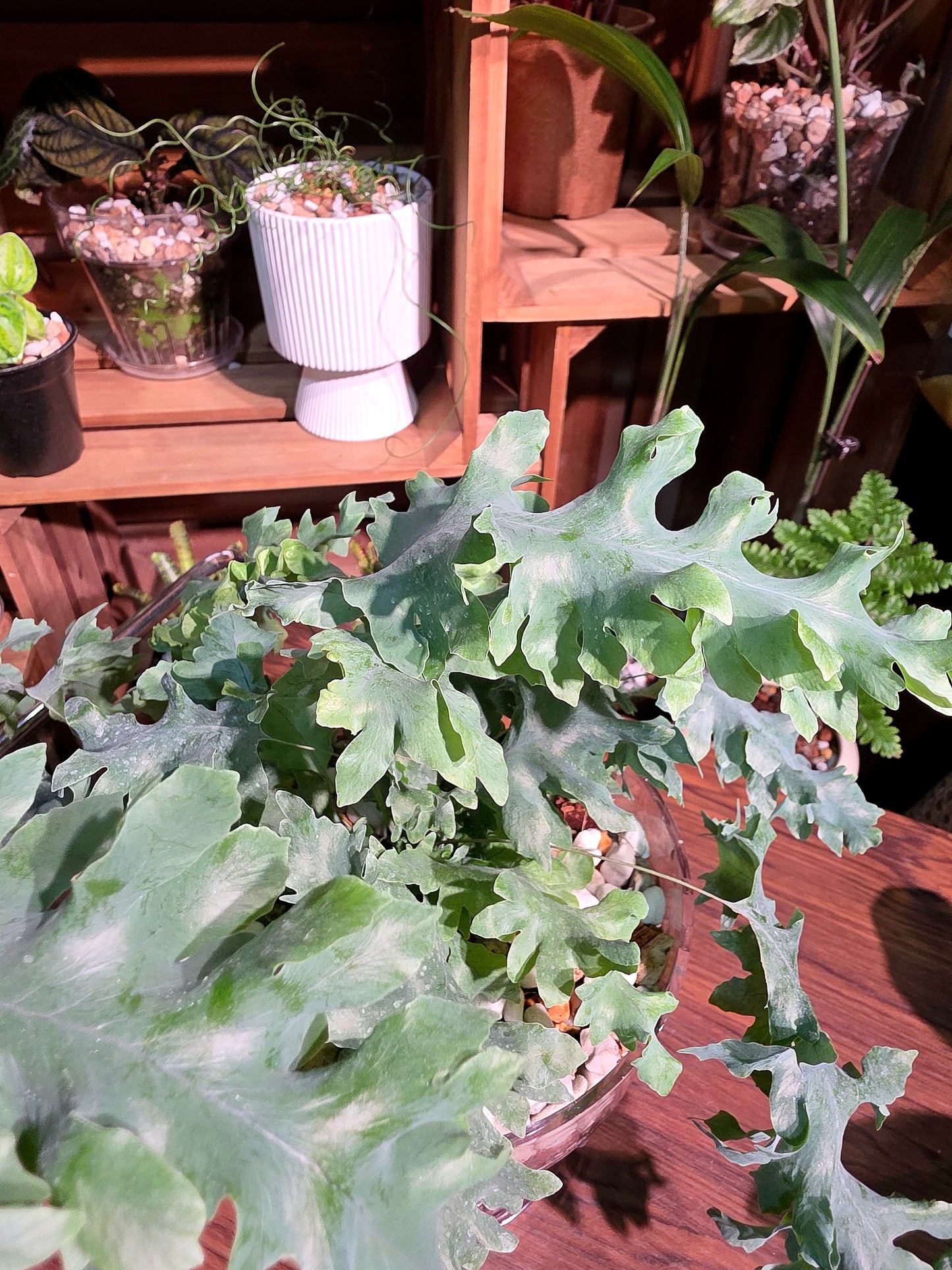 Phlebodium aureum davana 綴化藍星水龍骨