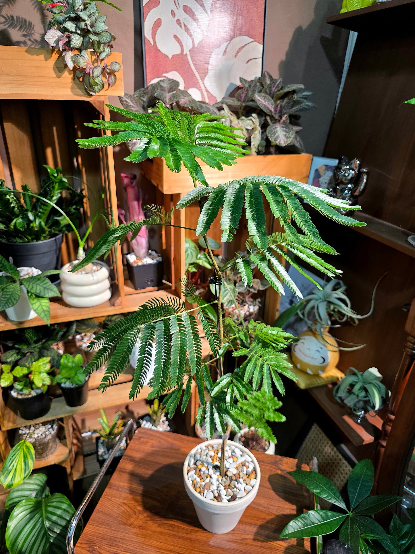 Cojoba arborea 小豆樹