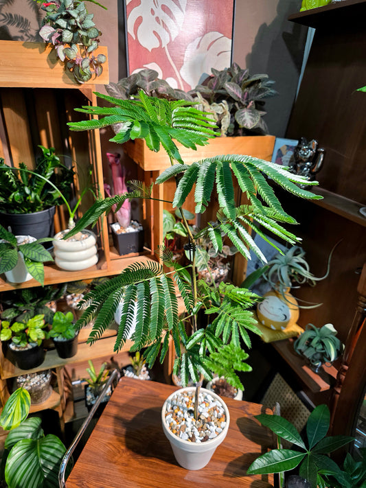 Cojoba arborea 小豆樹