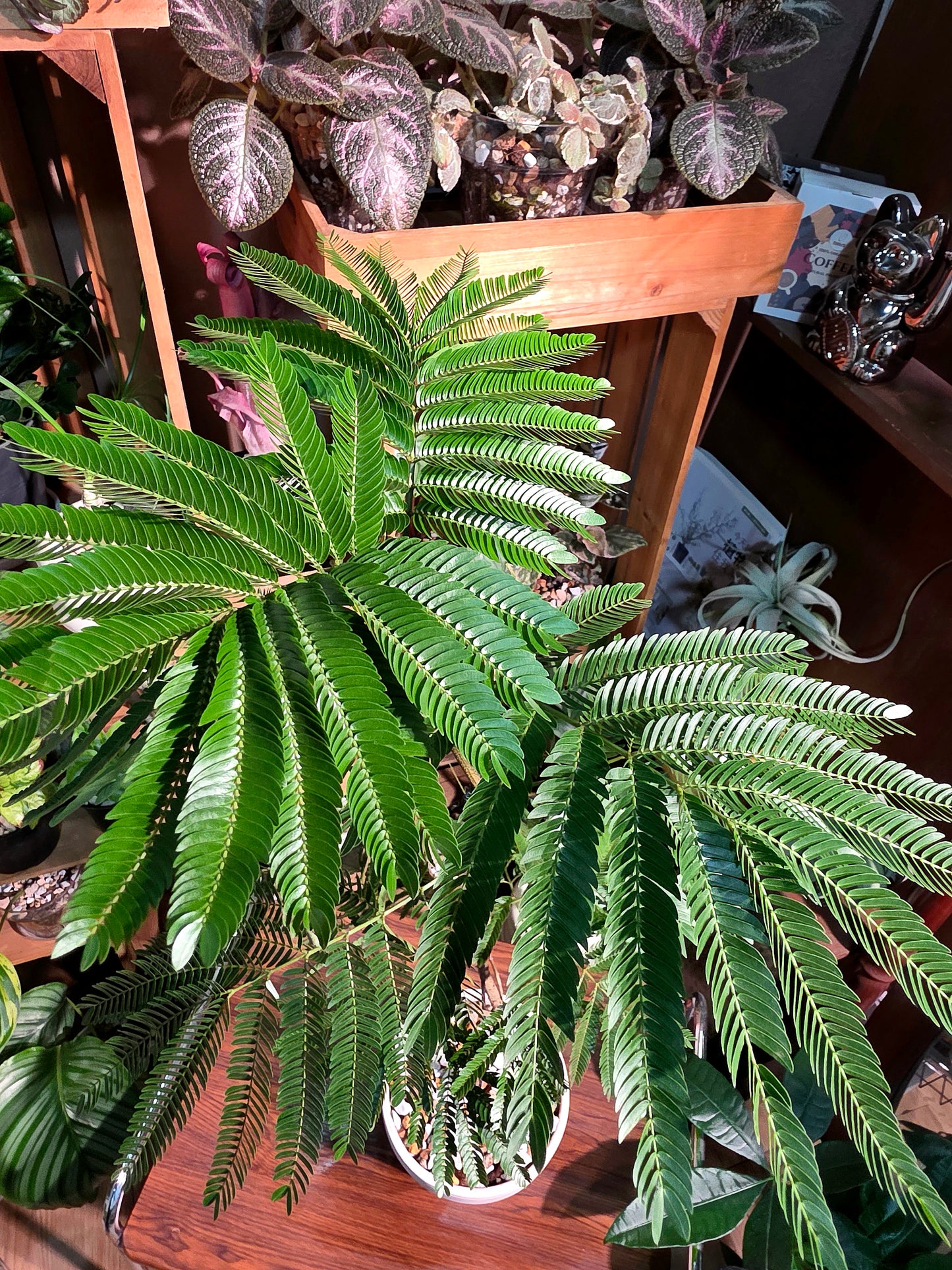 Cojoba arborea 小豆樹