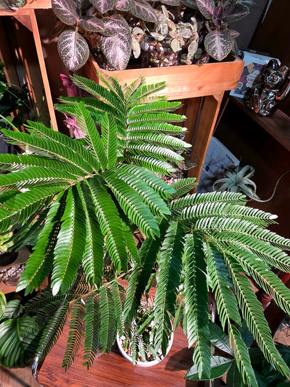 Cojoba arborea 小豆樹