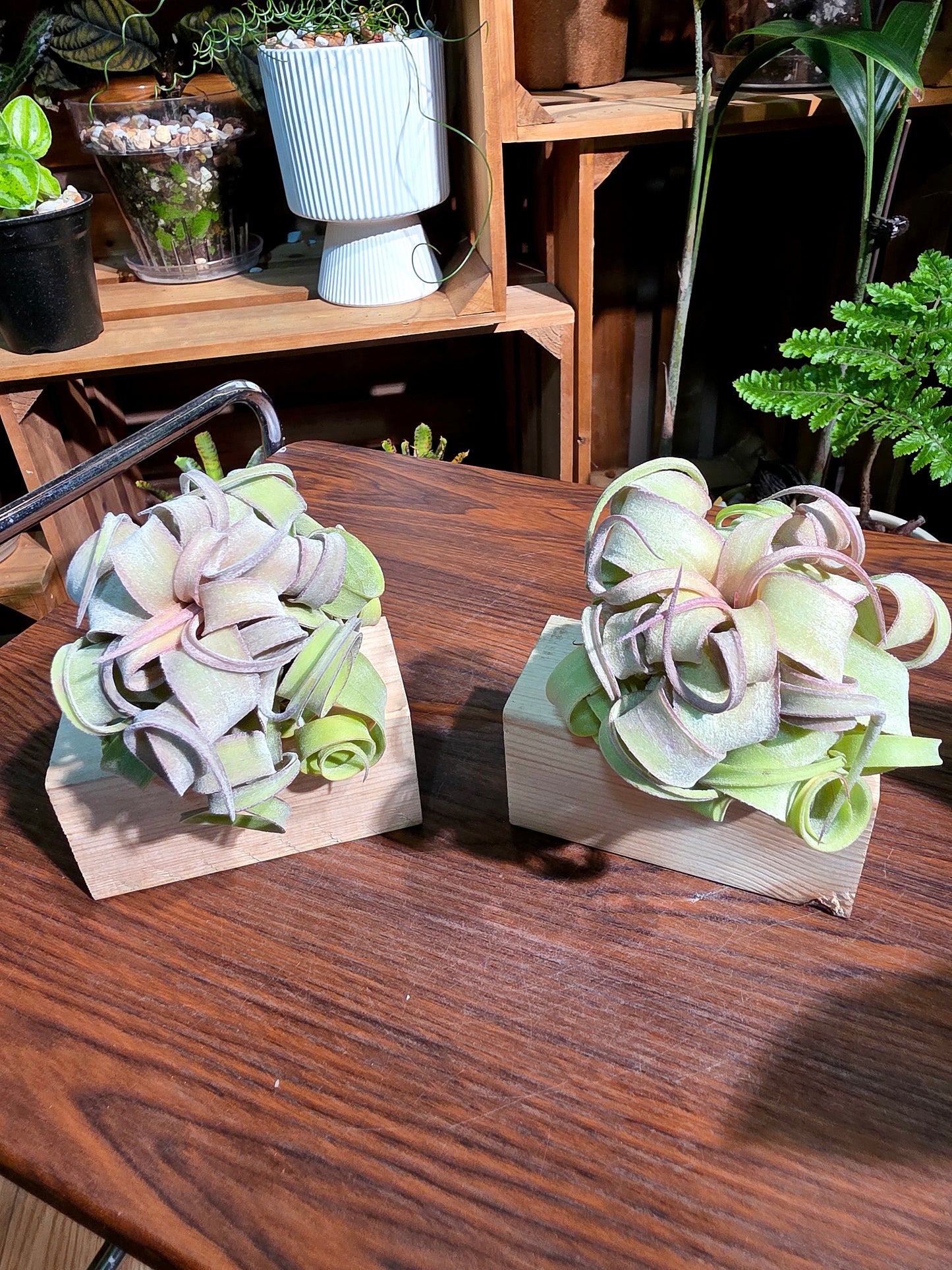 Tillandsia streptophylla 奶油捲空氣鳳梨