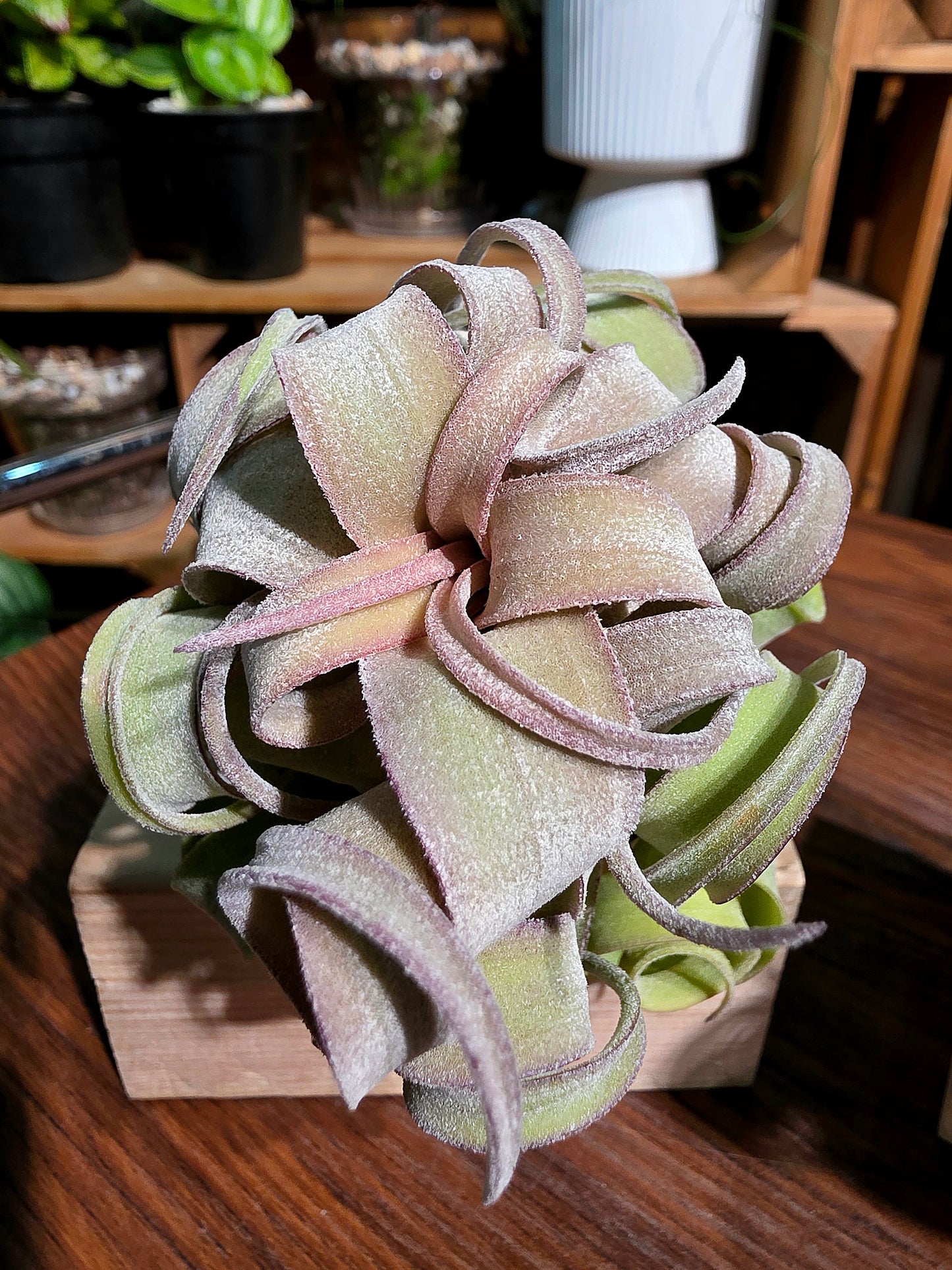 Tillandsia streptophylla 奶油捲空氣鳳梨