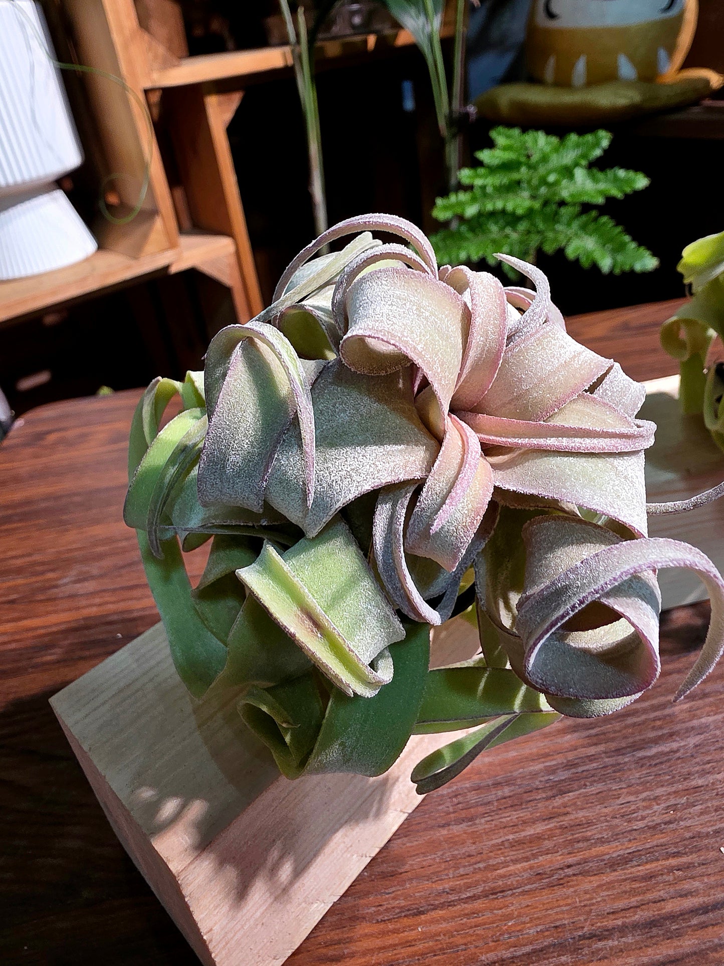 Tillandsia streptophylla 奶油捲空氣鳳梨