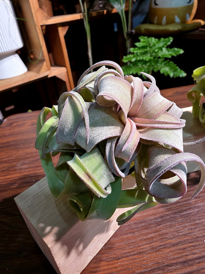 Tillandsia streptophylla 奶油捲空氣鳳梨