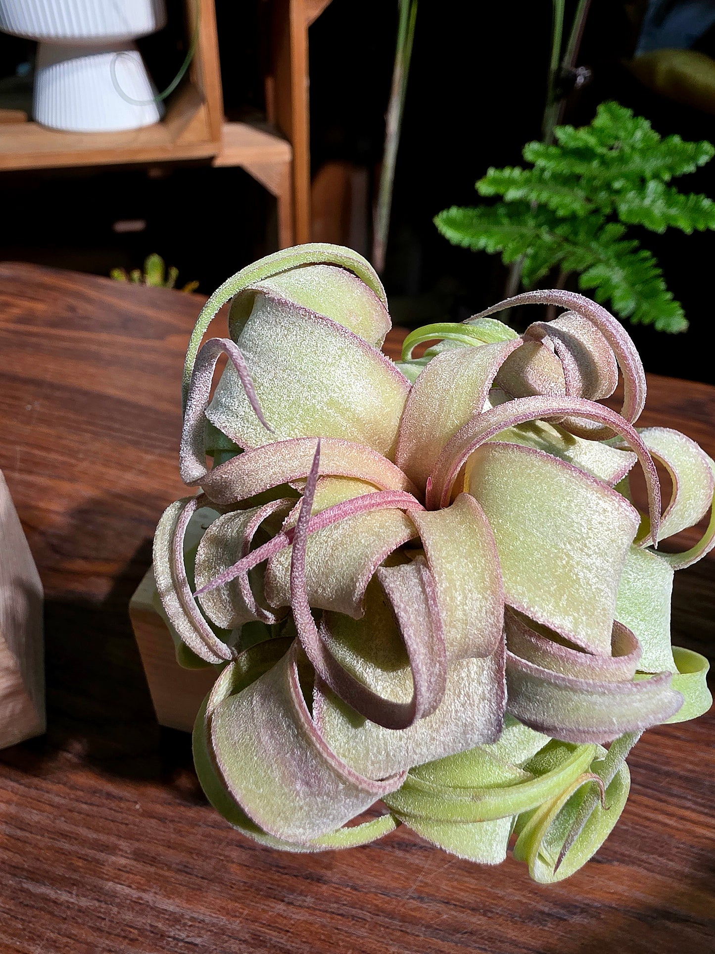 Tillandsia streptophylla 奶油捲空氣鳳梨
