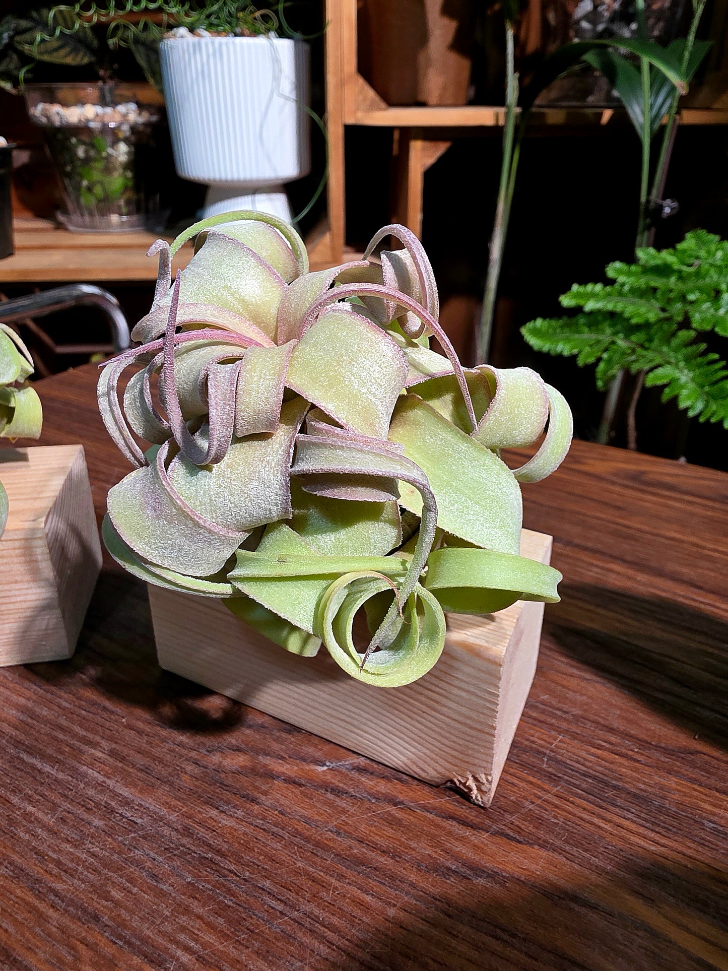 Tillandsia streptophylla 奶油捲空氣鳳梨