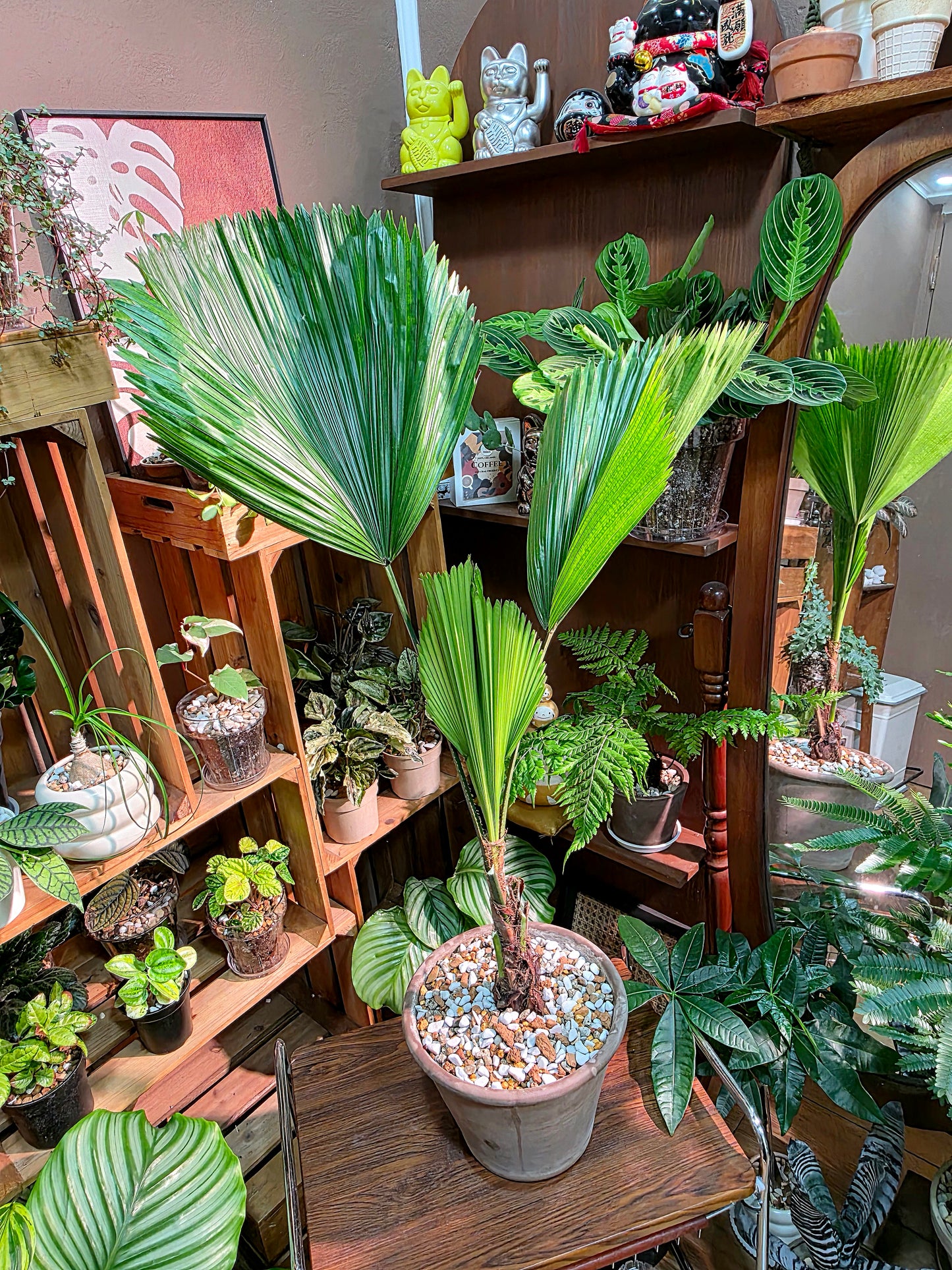 Chinese fan palm 圓葉蒲葵