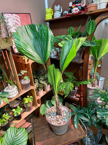 Chinese fan palm 圓葉蒲葵