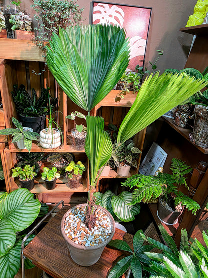 Chinese fan palm 圓葉蒲葵