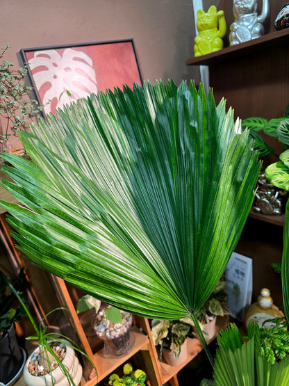 Chinese fan palm 圓葉蒲葵